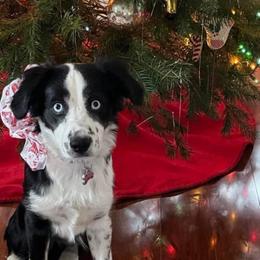 Miniature Australian Shepherd All Grown Up from ST. J’s Mini Aussies