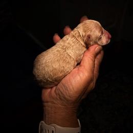 Apple - Apricot female Poodle puppy in Sperry, Oklahoma from PuppyLove Poodles