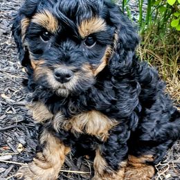 Goldendoodle Puppies from AJ'S Mini Doodles