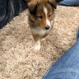 Puerto - Sable & white male Toy Shetland Sheepdog puppy in Spokane, Washington from Better Than Best Farm