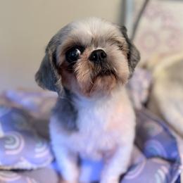 Shih Tzu puppies from Alki Stars Shih Tzu