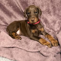 Red Collar - Red and rust male Doberman Pinscher puppy in Lake City, Florida from Paintedcrazy Doberman Pinchers