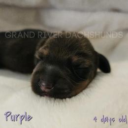 Purple Boy - Red male Dachshund puppy in South Dakota from Grand River Dachshunds