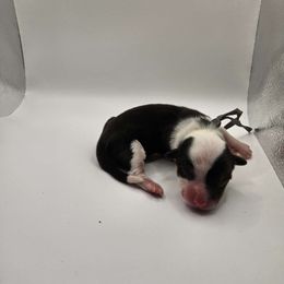 Zagnut - American Corgi puppy from Shadey Lane Corgis