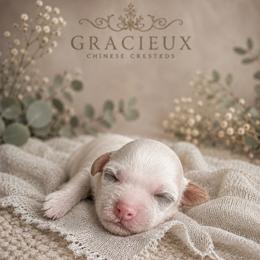 Sweet Cream and White Puff Boy - Cream male Chinese Crested puppy in Tomball, Texas from Gracieux Chinese Cresteds