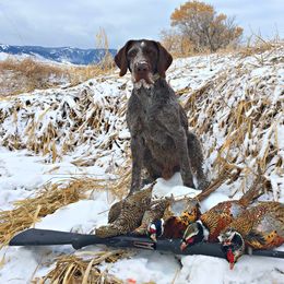 German Wirehaired Pointer All Grown Up from WyoWires German Wirehaired Pointers