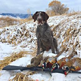 German Wirehaired Pointer All Grown Up from WyoWires German Wirehaired Pointers