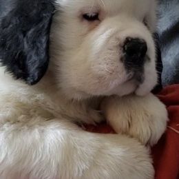 Saint Bernards from Red River Saints