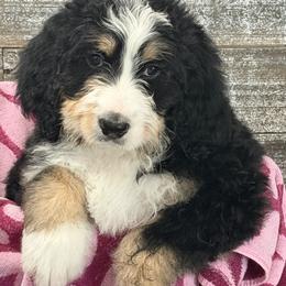 Gabby - Tri-color female Bernedoodle puppy in Phelan, California from PuppyPaws4U