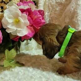 Dachshund Puppies from CLARK'S BREEDING PROGRAM