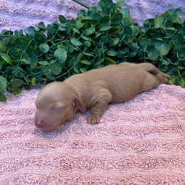 Taffy - Cream female Dachshund puppy in Corona, California from M & M Doxies
