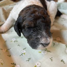 Poodle Puppies from Foxfire Hollow Standard Poodles