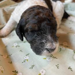 Poodle Puppies from Foxfire Hollow Standard Poodles