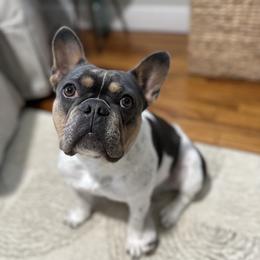 Everest - French Bulldog