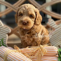Girl 2 - Australian Labradoodle puppy in Lithia, Florida from Simply Trained