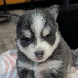 Gruyere (blue)- 2300 - Blue female Pomsky puppy in Spring Hill, Florida from www.PuppyTimeEmporium.com