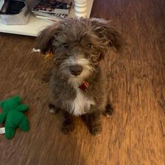 Bordoodle and Poodle All Grown Up from 5 Cent Canine Co.