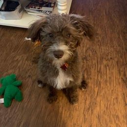 Bordoodle and Poodle All Grown Up from 5 Cent Canine Co.