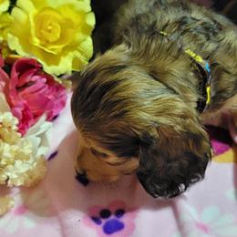 Dachshund Puppies from CLARK'S BREEDING PROGRAM