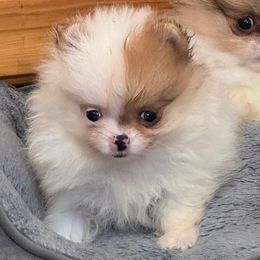 Girl 4 - Orange parti female Pomeranian puppy in Silver Springs, New York from Humehill