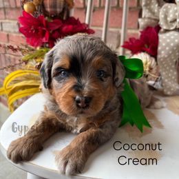 Coconut Cream - Blue merle male Bernedoodle puppy in Herriman, Utah from Gypsi Doodles & Poodles LLC.