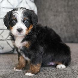 Wilma - Tri-color female Bernedoodle puppy in Dundee, Ohio from Down Home Doodle