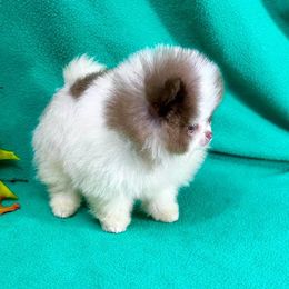 LATTE’ - Chocolate Pomeranian puppy in Mobile, Alabama from Cynthia's Poms