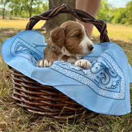 Light blue (Pearson) - Red  male Goldendoodle puppy in Celina, Texas from Kennedy Doodles