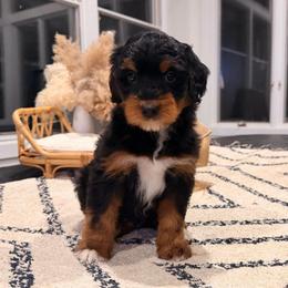 Louis Vuitton - Black tri-color male Aussiedoodle puppy in North Royalton, Ohio from Johnson's Doodles
