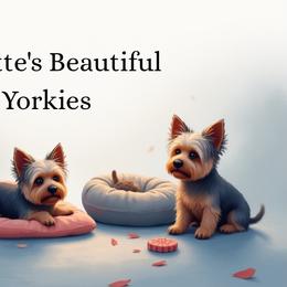 Yorkshire Terriers from Collette's Beautiful Yorkies
