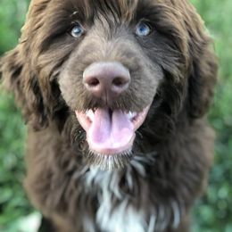 Melody - Portuguese Water Dog