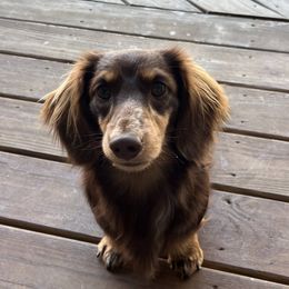 Leo - Dachshund