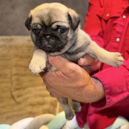 Ms. Mint - Fawn female Pug puppy in Arlington, Washington from Sweet Potato Pugs