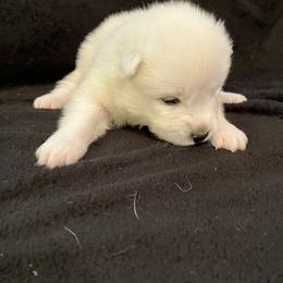 Boy 6 - White male Samoyed puppy in Glasgow, Kentucky from Bluegrass Samoyeds