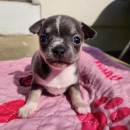 April - Blue and tan female Chihuahua puppy in Ashtabula, Ohio from Paw's & Awe's Chihuahuas