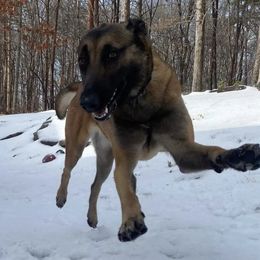 Belgian Malinois from Alalusi's Belgian Malinois