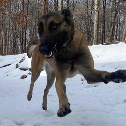 Belgian Malinois from Alalusi's Belgian Malinois