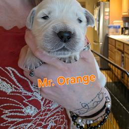 Boy 1 - Light golden male Golden Retriever puppy in Waynesburg, Ohio from Avalon English Retrievers