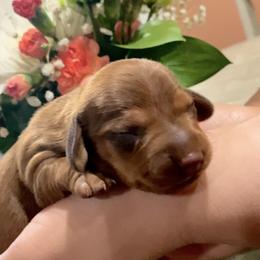 Clover - Red female Dachshund puppy in Fontana, California from DOXI.E.