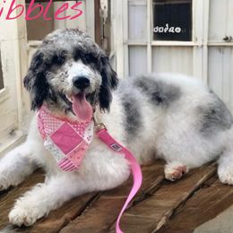 Nibbles - Bernedoodle