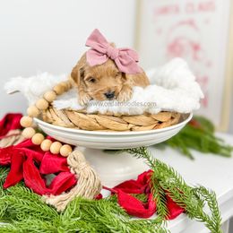 Aspen 9-15lbs - Red  female Goldendoodle puppy in Cedar City, Utah from Cedar Doodles- Home of the Teddybear Goldendoodle