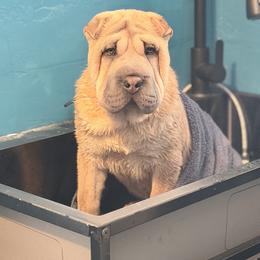 Fancy - Blue sable female Chinese Shar-Pei puppy in Lehigh Acres, Florida from Florida Wrinkles