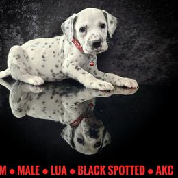 Phantom (LUA) - White and black male Dalmatian puppy in Salem, Missouri from Paradise Spots Dalmatians