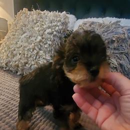 Nugget - Sable female Schnoodle puppy in Arkansas from Harper's Pups