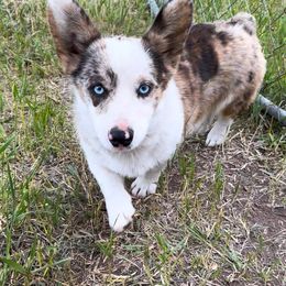 Willow - American Corgi