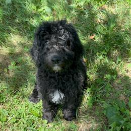 Amethyst - Black and white female Aussiedoodle puppy in Corydon, Indiana from Ridgeline Doodles