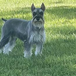 Miniature Australian Shepherd, Miniature Schnauzer, and Toy Australian Shepherd All Grown Up from Roses Halfpint Ranch