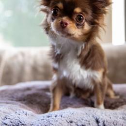 Momo - Chocolate and tan female Chihuahua puppy in El Sobrante, California from Dolce Coco Chihuahuas