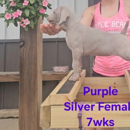 Weimaraner Puppies from So-IN Weimaraner's