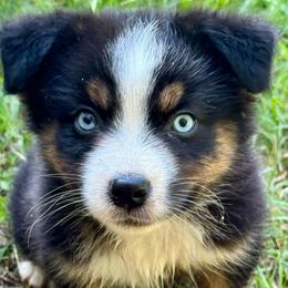 Slinky - Black tri male Miniature Australian Shepherd puppy in Patterson, North Carolina from DreamLine Aussies